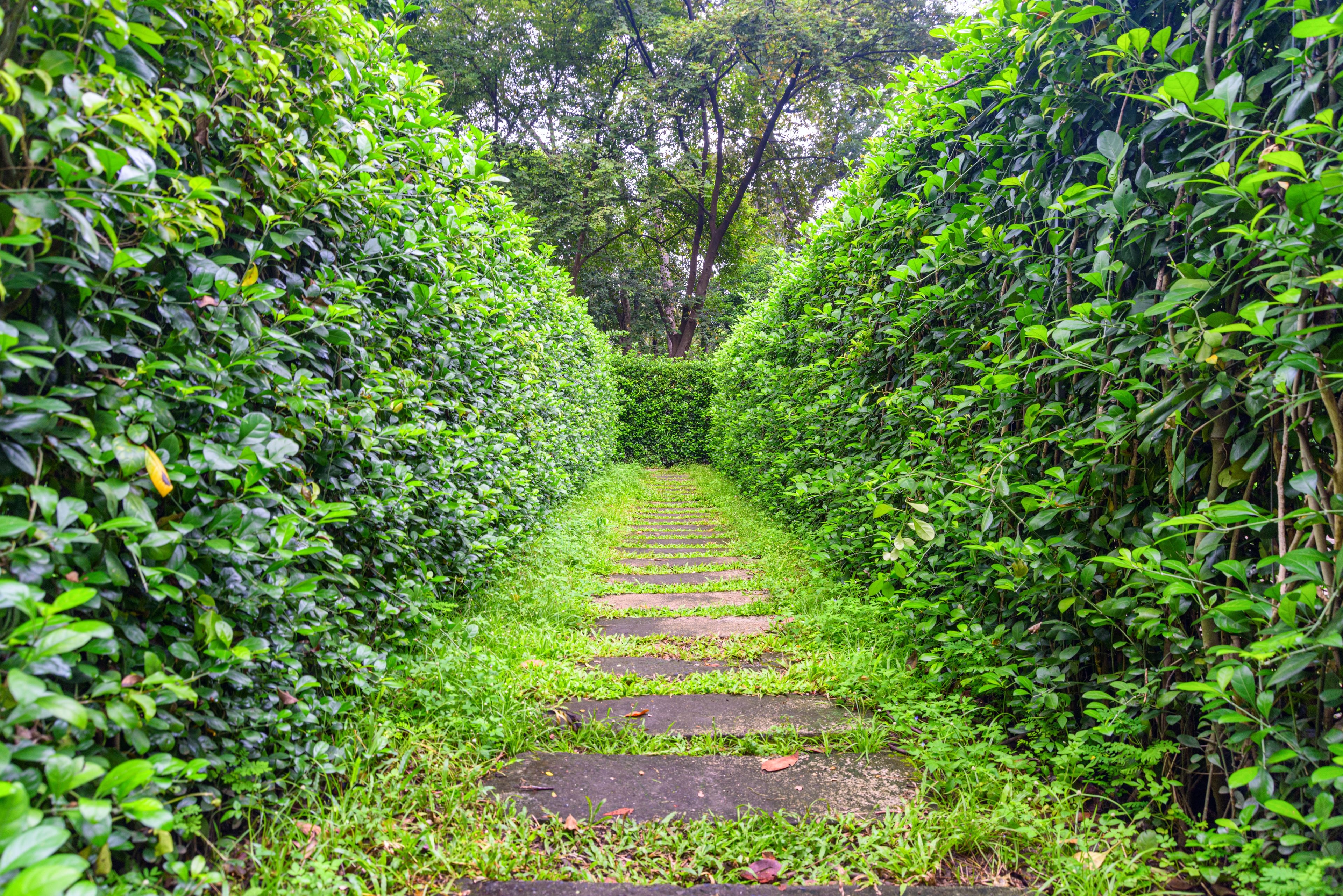 garden maze pathway