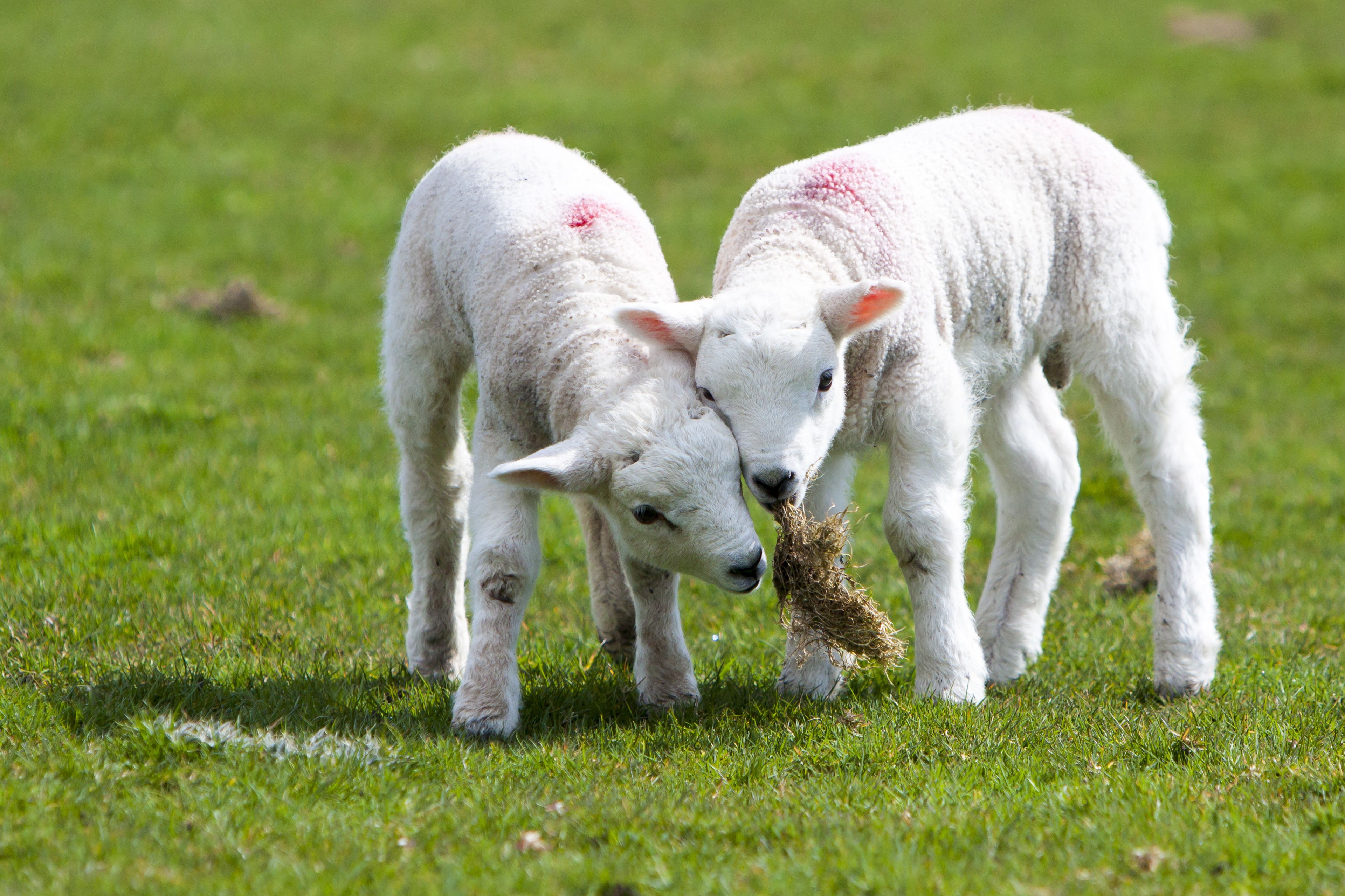 two lambs eating hay in a field