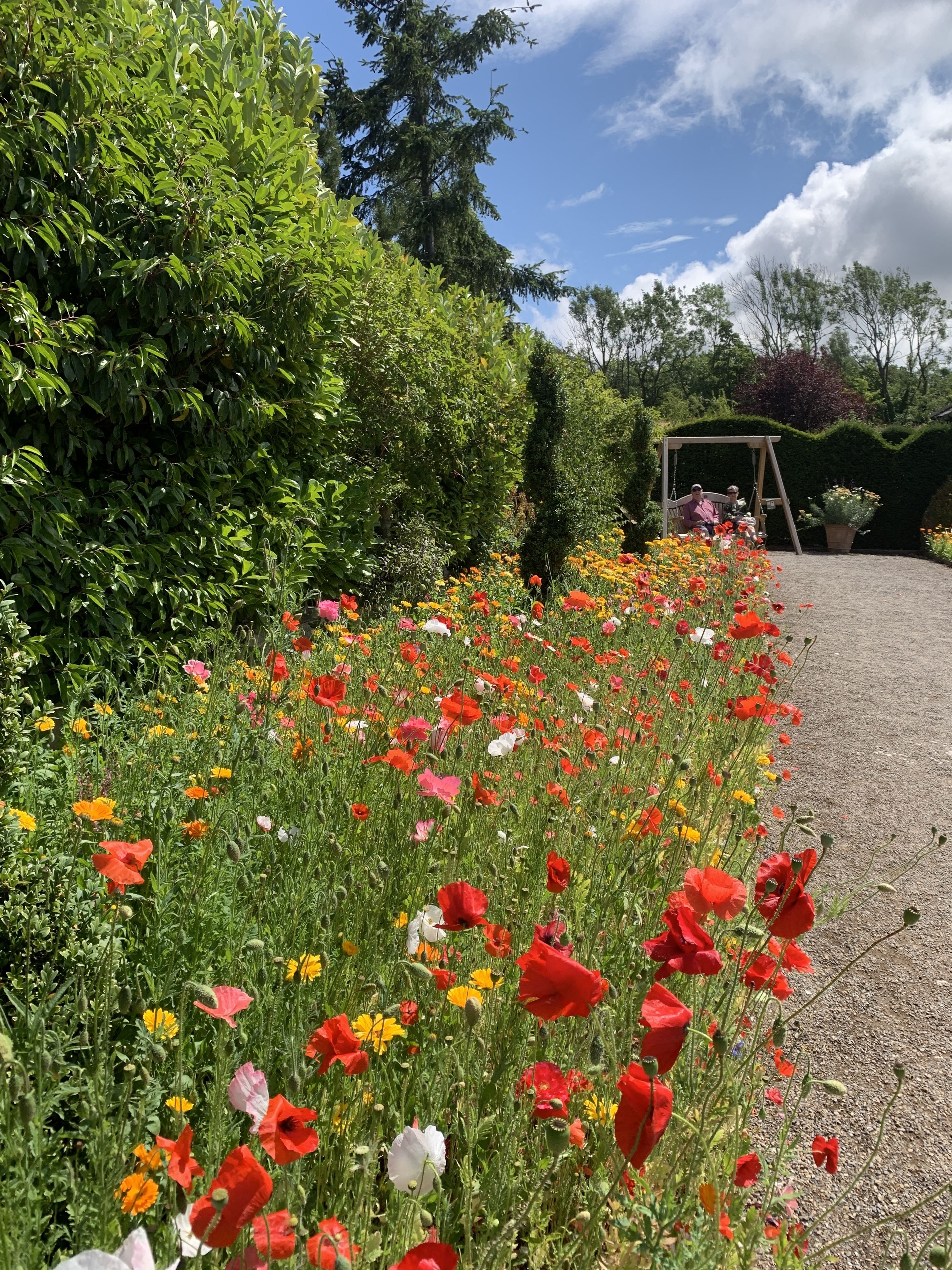 rhs gardens harlow carr wildflowers